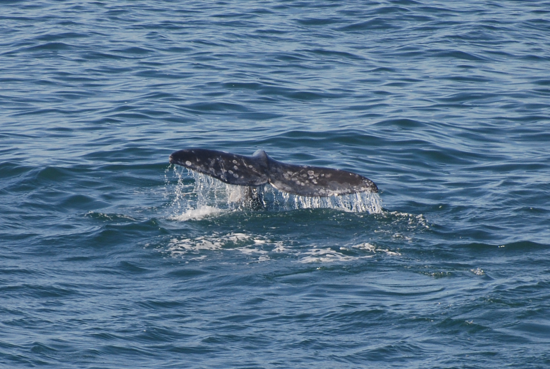 Spring Whale Watch Week Returns to Oregon Coast for Spring Break 2024