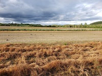 Geese_in_field.jpg