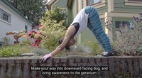 Downward dog your way to removing invasive geranium