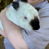 A rescued bunny from house fire