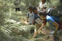 Students with Camp Elso learn about nature in the city in a fern filled forest