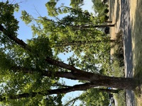 Ash trees line the yurt area at Champoeg State Heritage Area