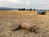 Cow elk left to waste