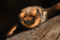 Hoary Potter, the hoary bat, photographed by Emma Busk, BLM.