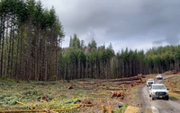 Pickups drive by a stream buffer protected by the Rainier-based logging firm R.D. Reeves during a recent timber harvest in Clatsop County. The company has been named Operator of the Year for Northwest Oregon by an advisory committee to the Oregon Board of Forestry.