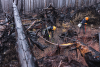 Contracted planting crew members plant Douglas fir saplings in the aftermath of the Beachie Creek fire of 2020. The ODF has planted 2.3M trees as part of the recovery effort since 2022 thanks to a $1M grant from American Forests.  The nonprofit American Forests, founded in 1875, plays a key role in helping to create healthy and resilient forests that deliver essential benefits for climate, people, water and wildlife. Visit the American Forests website for more on their work. (Photo credit: Andrew Studer / American Forests)