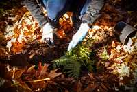 A volunteer plants a fern among fallen leaves.