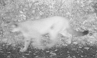 Cougar sighted at Minto-Brown Island Park conservation area.